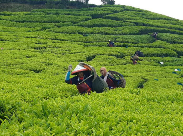Perkebunan