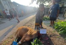 Bupati Haerul Warisin Bantu Sapi Kurban untuk Masjid Al-Ittihad Kembang Kuning