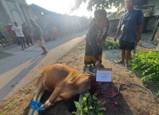 Bupati Haerul Warisin Bantu Sapi Kurban untuk Masjid Al-Ittihad Kembang Kuning