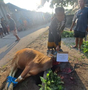 Bupati Haerul Warisin Bantu Sapi Kurban untuk Masjid Al-Ittihad Kembang Kuning